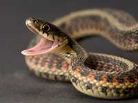 Snake Animal Totems
